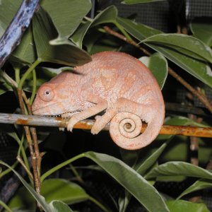 Nosy Be Female