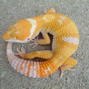 Hybino