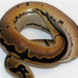Ball Python.