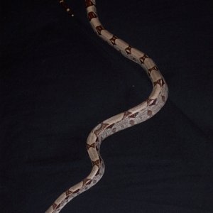 New Boa!!