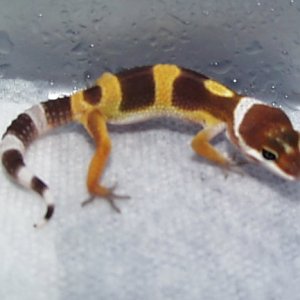 hatchling bell het