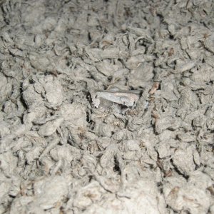 FIND THE BOA
