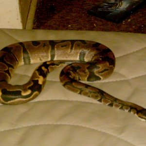 Female Ball