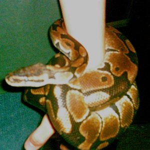 Female Ball