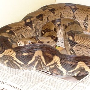 Poss DH Snow 02 female