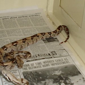 Adzic poss new hypo