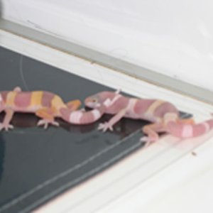 Albino hatchlings