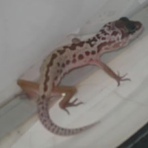 Patternless Hatchling
