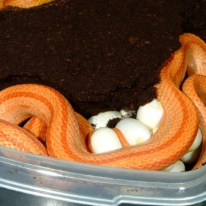 Amelanistic Striped Corn laying eggs