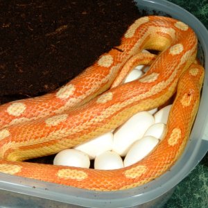 Amelanistic Motley Corn laying eggs