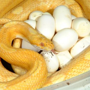 Butter Motley Corn laying eggs