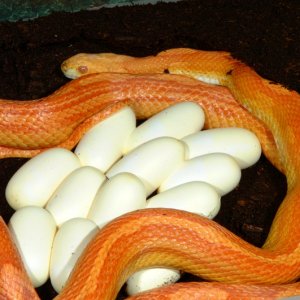 Amelanistic Motley Corn laying eggs