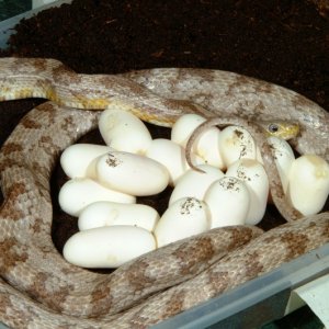 Charcoal Ghost Corn laying eggs