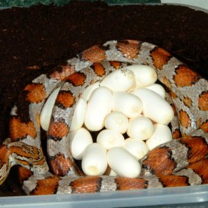 Miami Phase Corn laying eggs