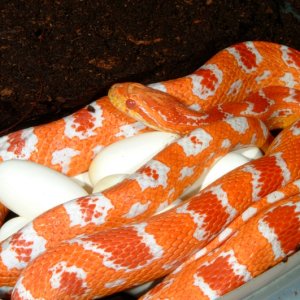 Fluorescent Orange Corn laying eggs