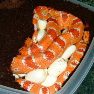 Fluorescent Orange Corn laying eggs