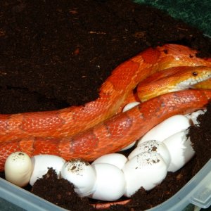 Hypomelanistic Corn laying eggs