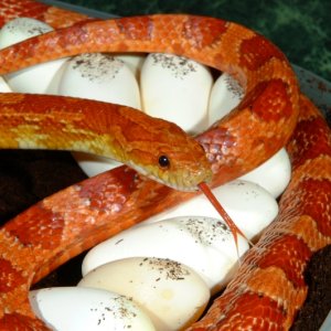 Hypomelanistic Corn laying eggs