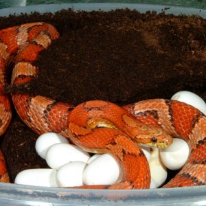 Hypomelanistic Okeetee Corn laying eggs