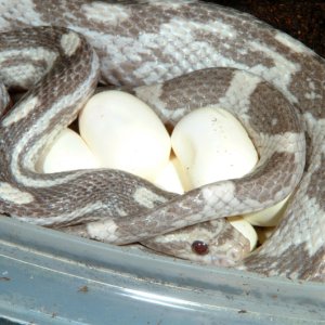 Lavender Corn laying eggs