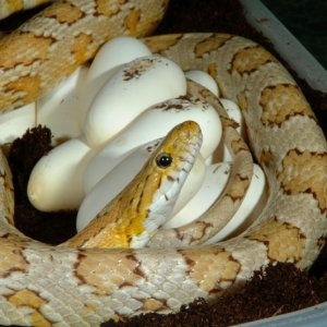 Amber Corn laying eggs