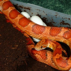 "Scarlet" Corn laying eggs