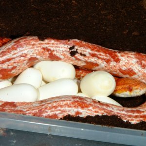 Amel BrokenStripe Corn laying eggs