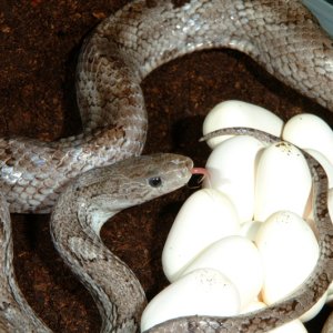 Pewter Corn laying eggs