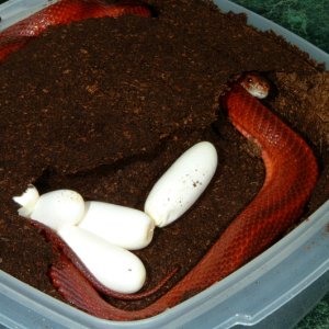 Bloodred Corn laying eggs