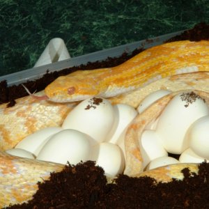 Butter Corn laying eggs