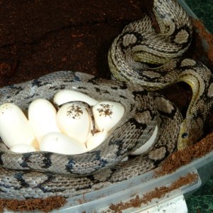 Anerythristic/Caramel Motley Corn laying eggs