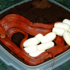 Bloodred Corn laying eggs