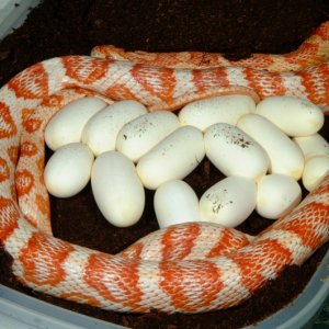 Candycane Corn laying eggs