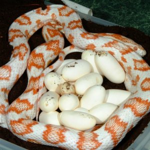 Candycane Corn laying eggs