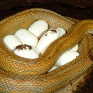 Caramel Motley Corn laying eggs