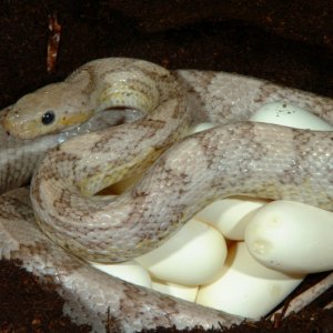 Charcoal Ghost Corn laying eggs