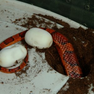 Dummy can't figure out how to use the egg laying box!