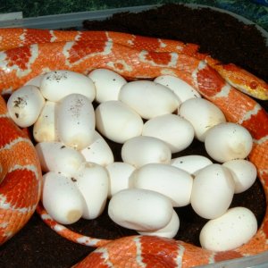 Fluorescent Orange Corn laying eggs