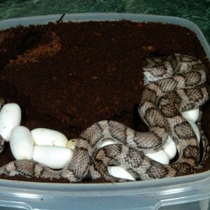 Odd Charcoal Corn laying eggs