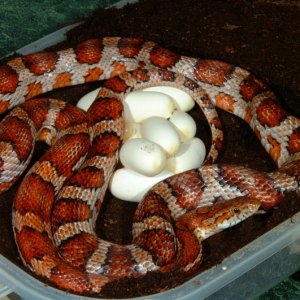"Unusual" Corn laying eggs.