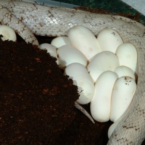 Silver Queen Corn laying eggs