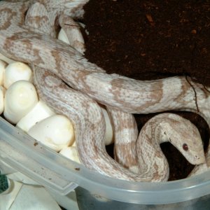 Hypomelanistic Lavender Corn laying eggs