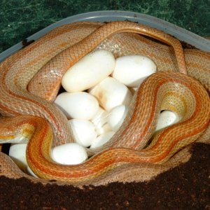 Striped Corn laying eggs