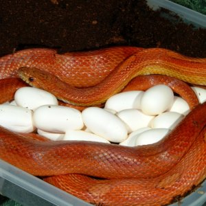 Hypomelanistic Motley Corn laying eggs