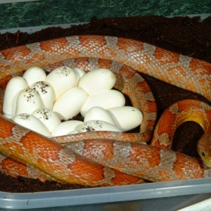 Upper Keys Corn laying eggs