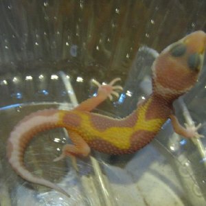 3 weeks old