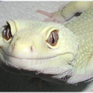 RW Patternless Albino