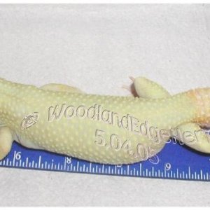 RW Patternless Albino