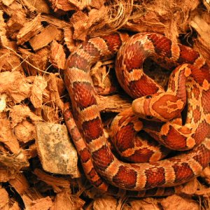 Mr. Slithers