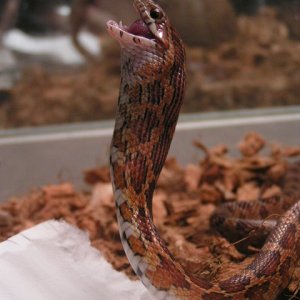 Mr. Slithers